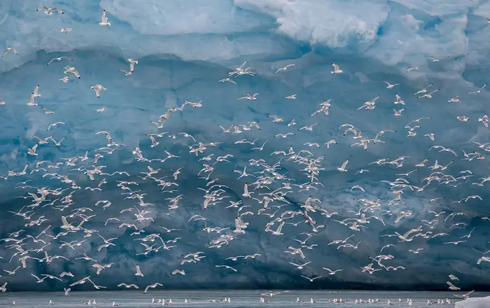 Kittywakes (Rissa tridactyla) hunting fish at a glacier on Svalbard