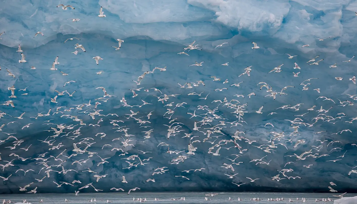 Kittywakes (Rissa tridactyla) hunting fish at a glacier on Svalbard